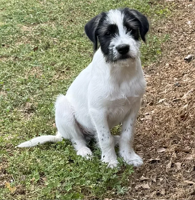 A baby medium-sized male Black Jack Russell Terrier dog named Nash for adoption in Smyrna, GA