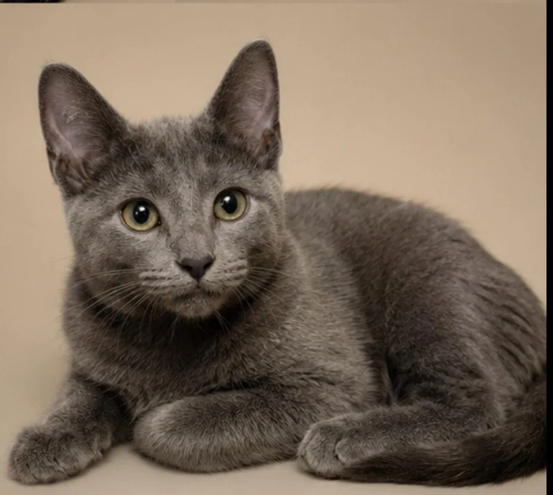 A baby medium-sized male Russian Blue cat named Benedict for adoption in Cuyahoga Falls, OH