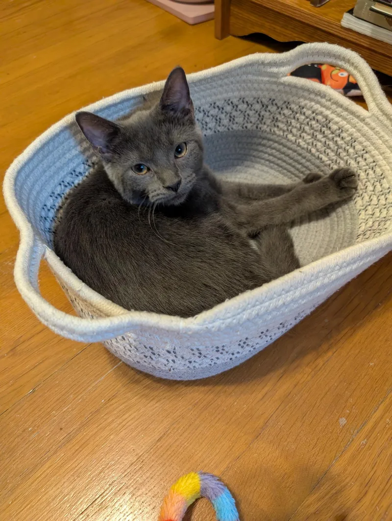 A young medium-sized female Domestic Short Hair cat named Pepper for adoption in Chicago Ridge, IL