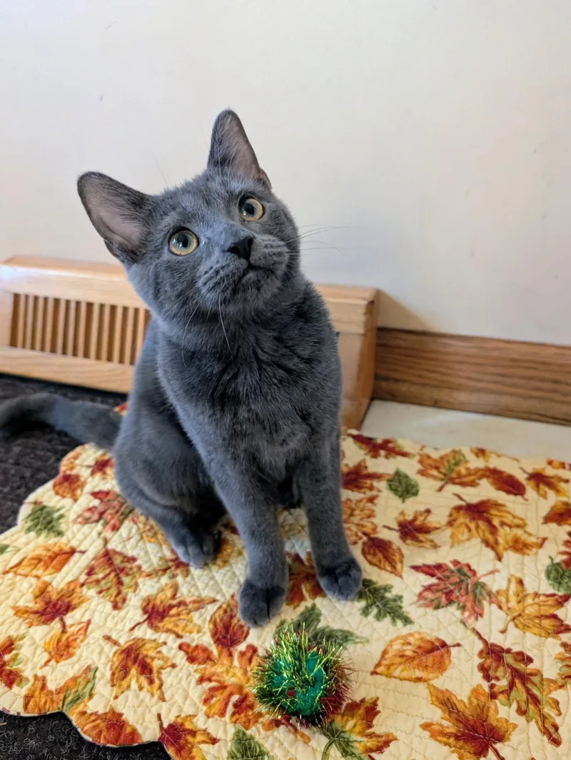 Pepper thumbnail 2