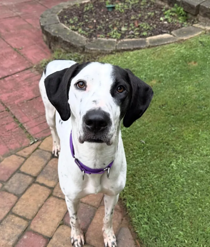 An adult large-sized female Bicolor Great Dane dog named Luna for adoption in CORAL GABLES, FL
