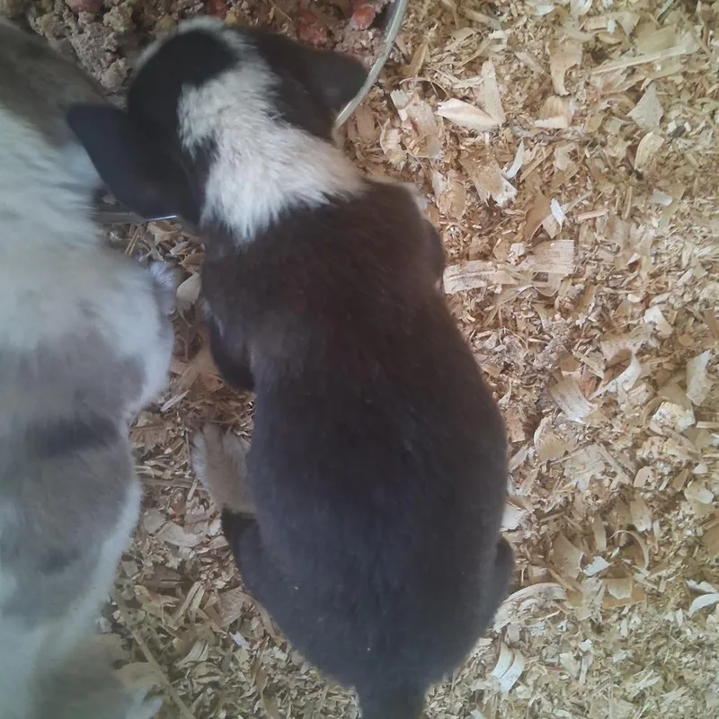A baby medium-sized male White / Cream Mixed Breed dog named Felix for adoption in Morriston, FL