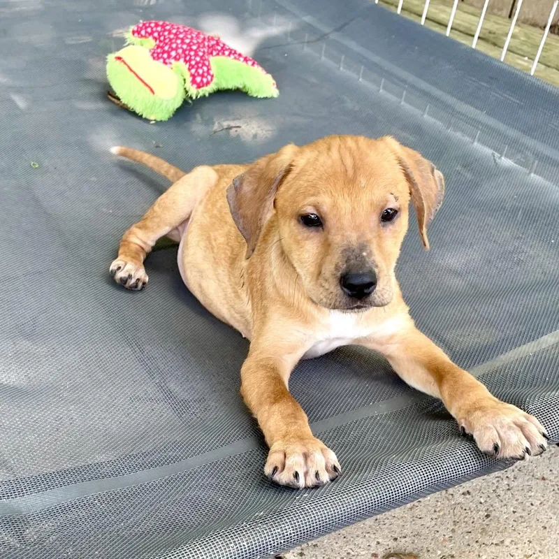 A baby medium-sized male Red / Chestnut / Orange Hound dog named Xander for adoption in Livingston, TX