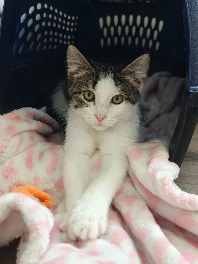 A baby small-sized female Domestic Short Hair cat named Daisy for adoption in Boone, IA