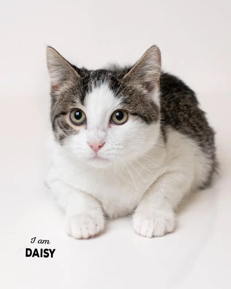 Daisy thumbnail 2