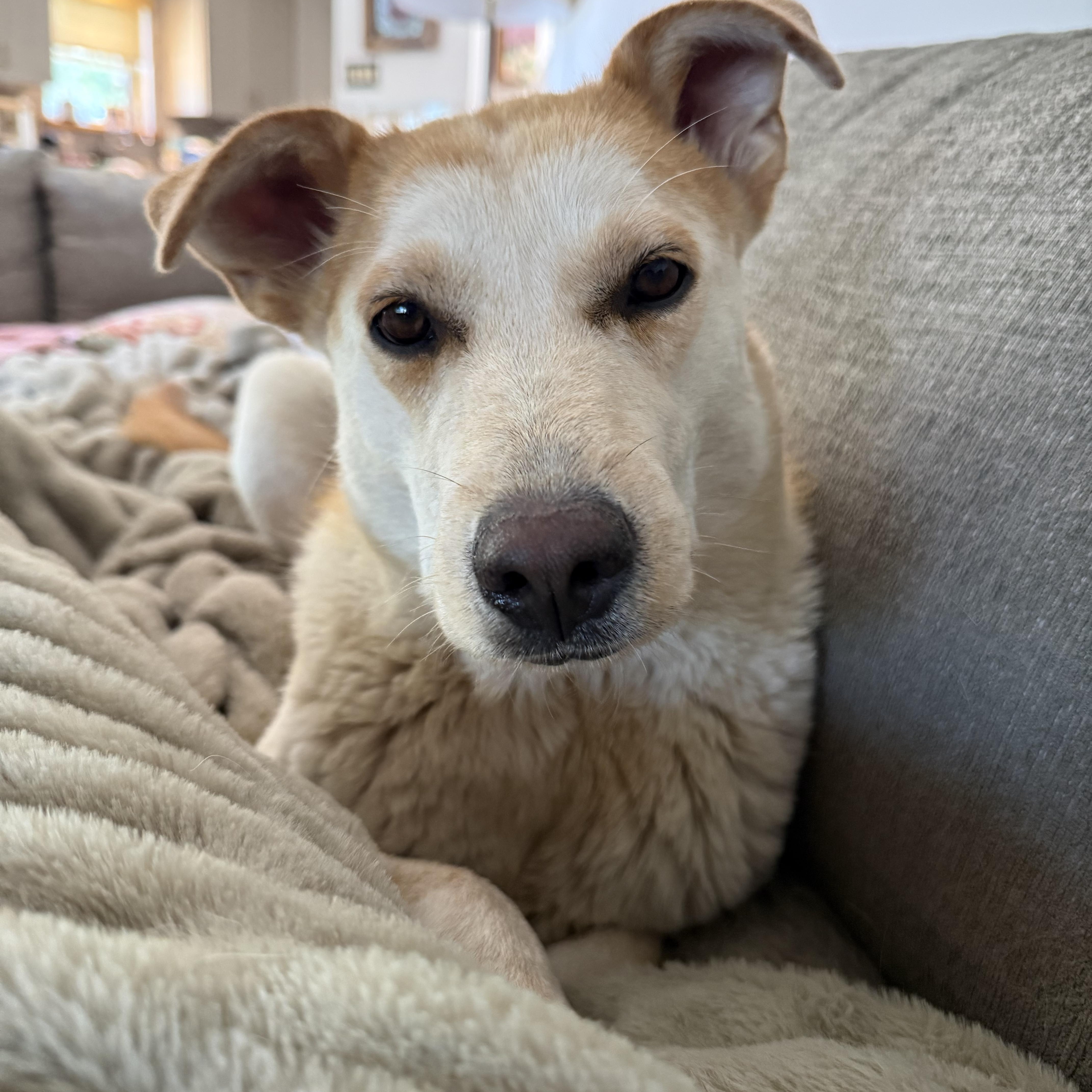 An adult medium-sized female Apricot / Beige Australian Cattle Dog / Blue Heeler dog named Kida for adoption in Fort Collins, CO