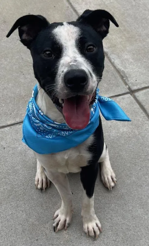 A young small-sized male Pit Bull Terrier dog named Sir Hichew for adoption in Tulsa, OK