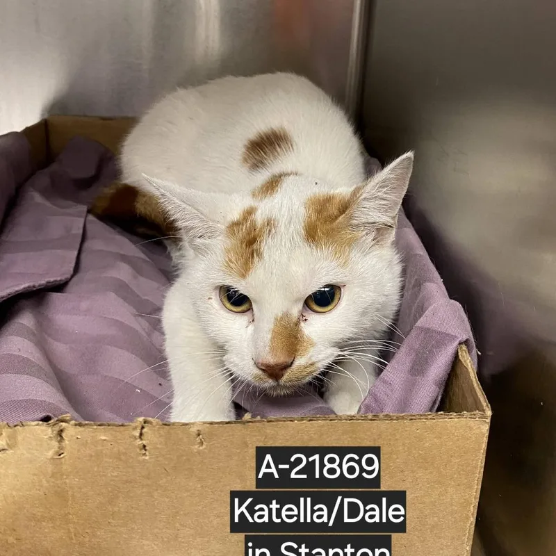 An adult small-sized female White Domestic Short Hair cat named Creamsicle for adoption in Westminster, CA