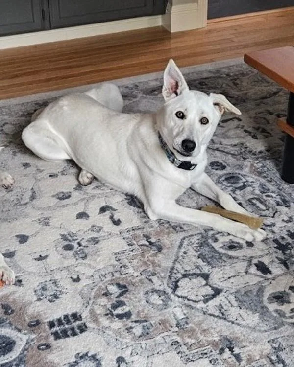 An adult large-sized male Shepherd dog named Gordon Ramsey for adoption in Novato, CA