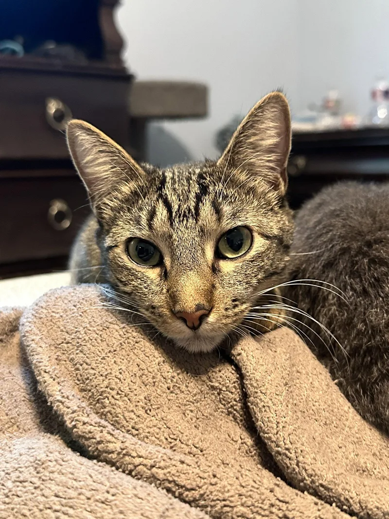 An adult medium-sized female Tabby cat named Lisa for adoption in MONTGOMERY, TX