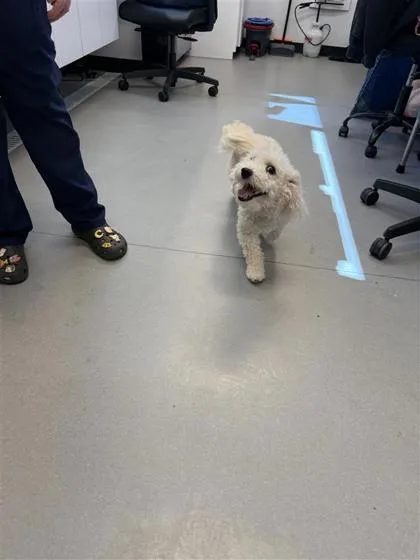An adult small-sized male Mixed Breed dog named Snowball for adoption in West Chester, PA