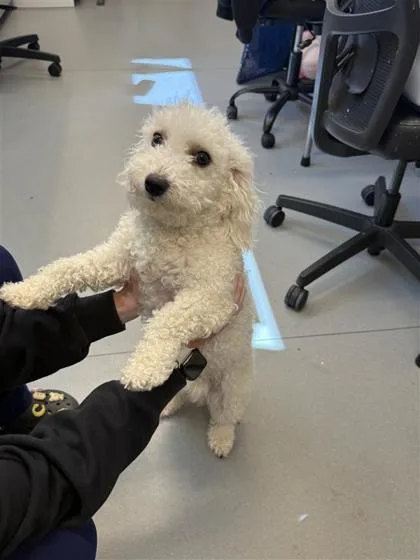 Snowball thumbnail 2