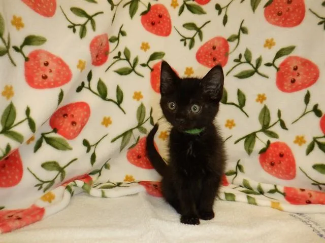 A baby small-sized male Domestic Short Hair cat named Chloe for adoption in San Jose, CA