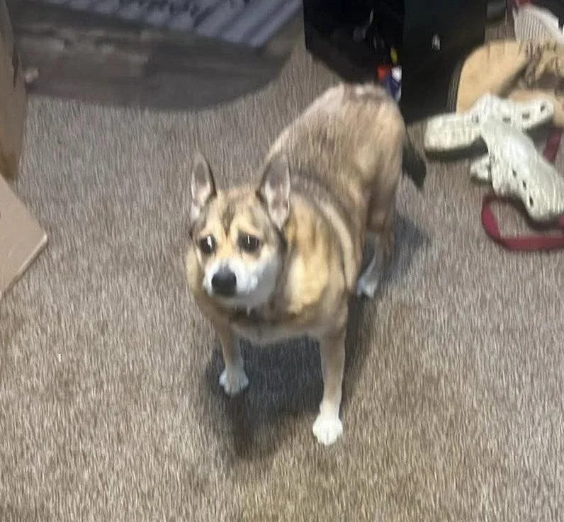 A senior medium-sized male Chihuahua dog named Peanut for adoption in Livonia, MI
