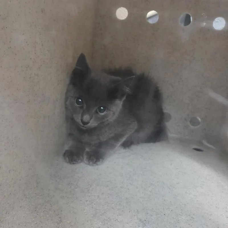 A baby small-sized male Gray / Blue / Silver Domestic Short Hair cat named Staples for adoption in Tacoma, WA