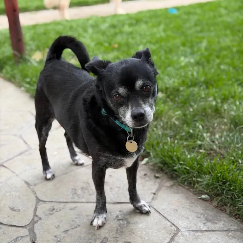 A senior small-sized female Black Chihuahua dog named Pepper for adoption in Joliet, IL