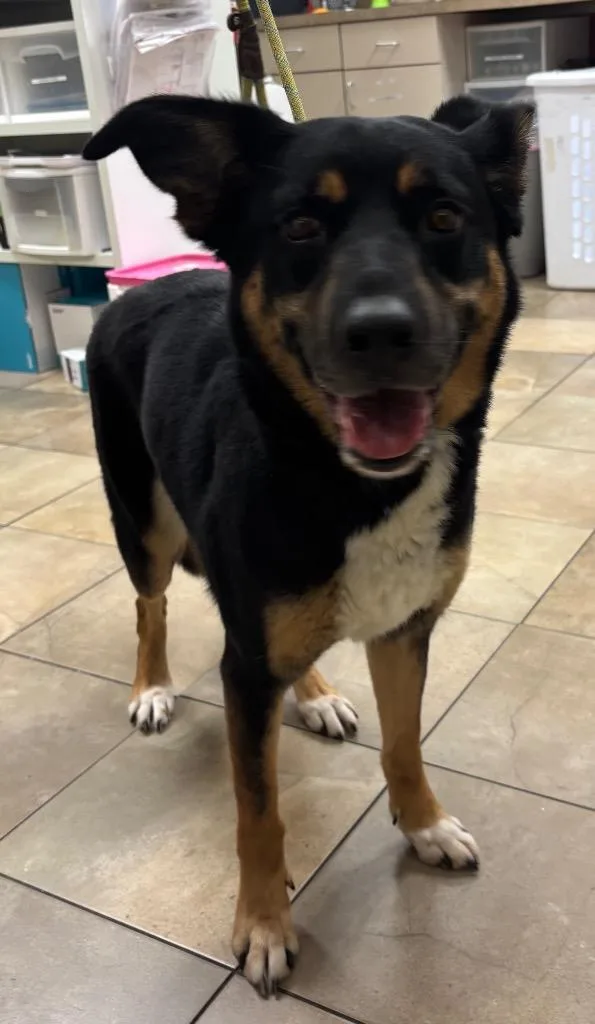 An adult medium-sized female Mixed Breed dog named Somoas for adoption in Ocala, FL