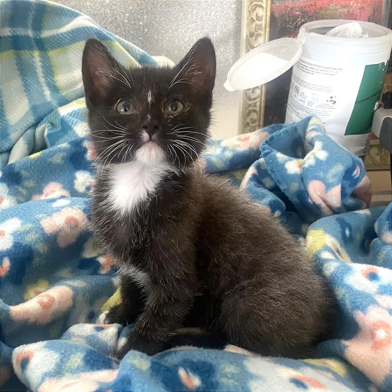 A young medium-sized female Black & White / Tuxedo Domestic Short Hair cat named Duckie for adoption in Blackfoot, ID