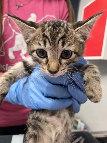 A young small-sized male Domestic Short Hair cat named B Peaches Jr for adoption in North Charleston, SC