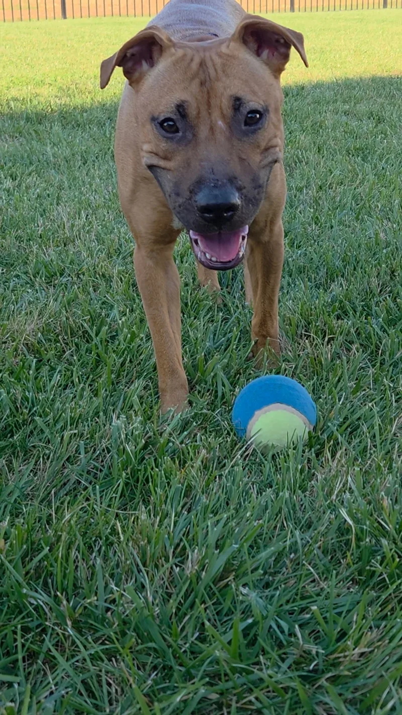 A young medium-sized female Yellow / Tan / Blond / Fawn Pit Bull Terrier dog named Mini for adoption in Hamden, CT