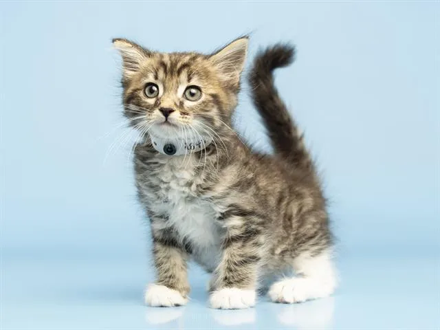 A baby small-sized male Domestic Medium Hair cat named Dooney for adoption in Phoenix, AZ