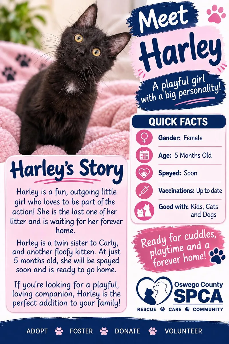 A young medium-sized female Domestic Medium Hair cat named Harley for adoption in Fulton, NY