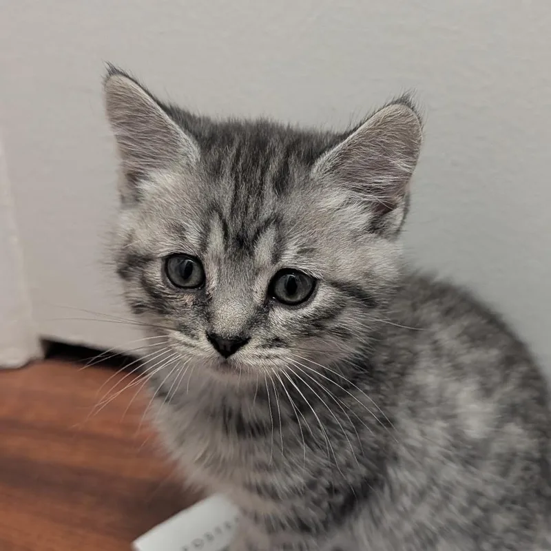A baby small-sized female Domestic Short Hair cat named Marie for adoption in Tacoma, WA