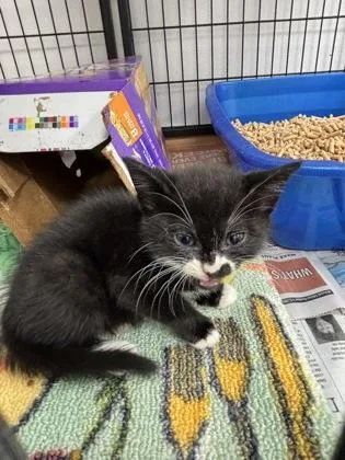 A baby small-sized female Domestic Short Hair cat named 682-26 for adoption in Cumming, GA