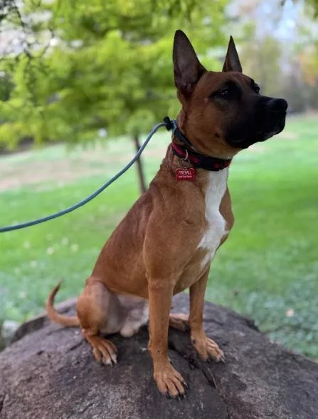 A young medium-sized male Bicolor Belgian Shepherd / Malinois dog named Fireball for adoption in Naperville, IL