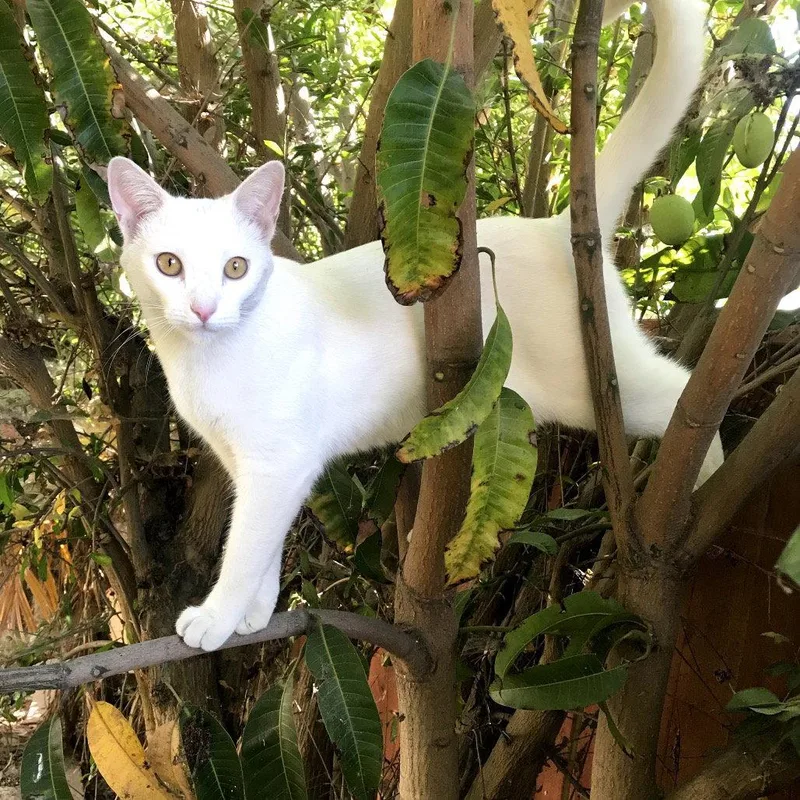 A young medium-sized male White Domestic Short Hair cat named Nezumi for adoption in Escondido, CA