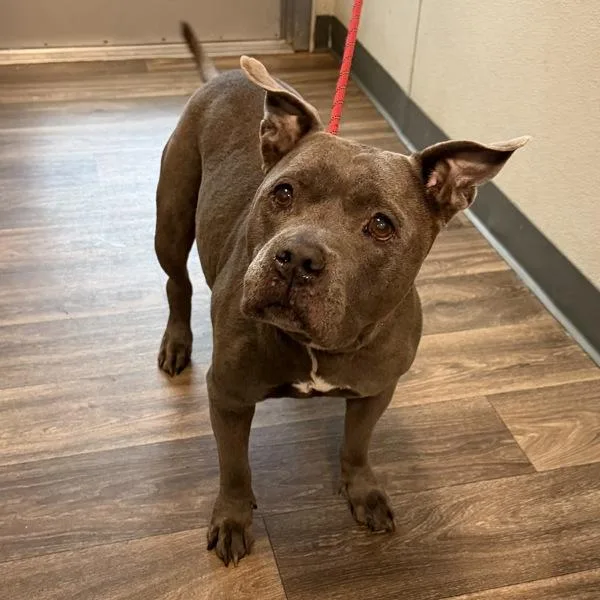 A senior large-sized female American Staffordshire Terrier dog named Bella for adoption in San Diego, CA