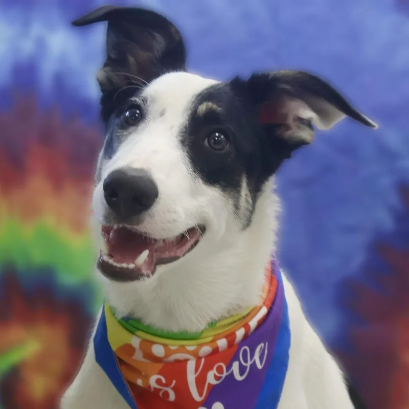 A young medium-sized male White / Cream Border Collie dog named Koda for adoption in Brookfield, WI