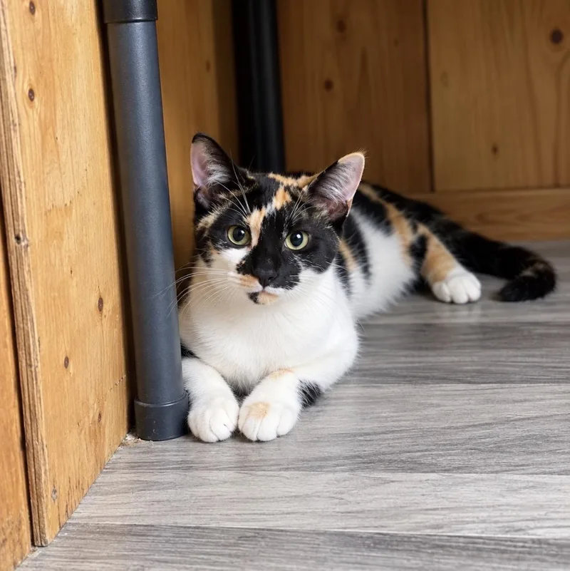 A baby medium-sized female Calico Domestic Short Hair cat named Trixie for adoption in Spring, TX