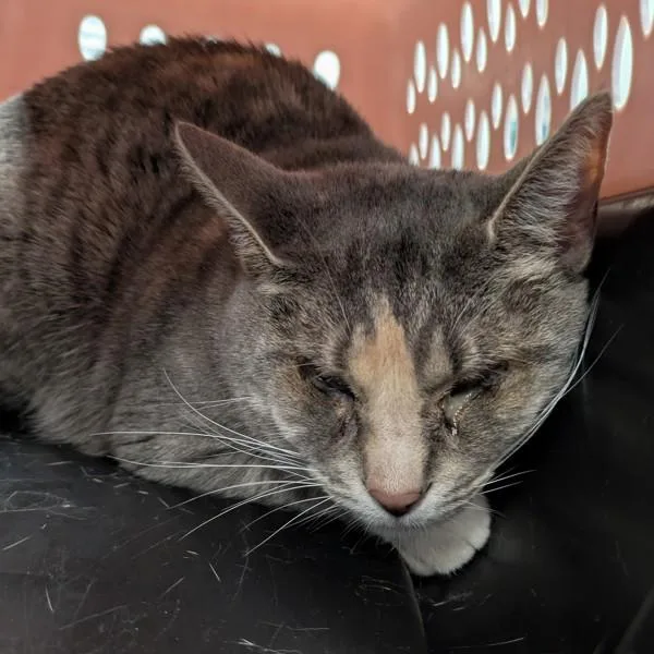 An adult medium-sized female Domestic Short Hair cat named Eloise for adoption in Des Moines, IA