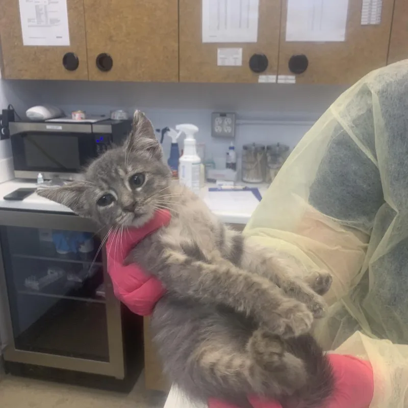 A baby small-sized male Gray / Blue / Silver Domestic Short Hair cat named Cisco for adoption in West Palm Beach, FL