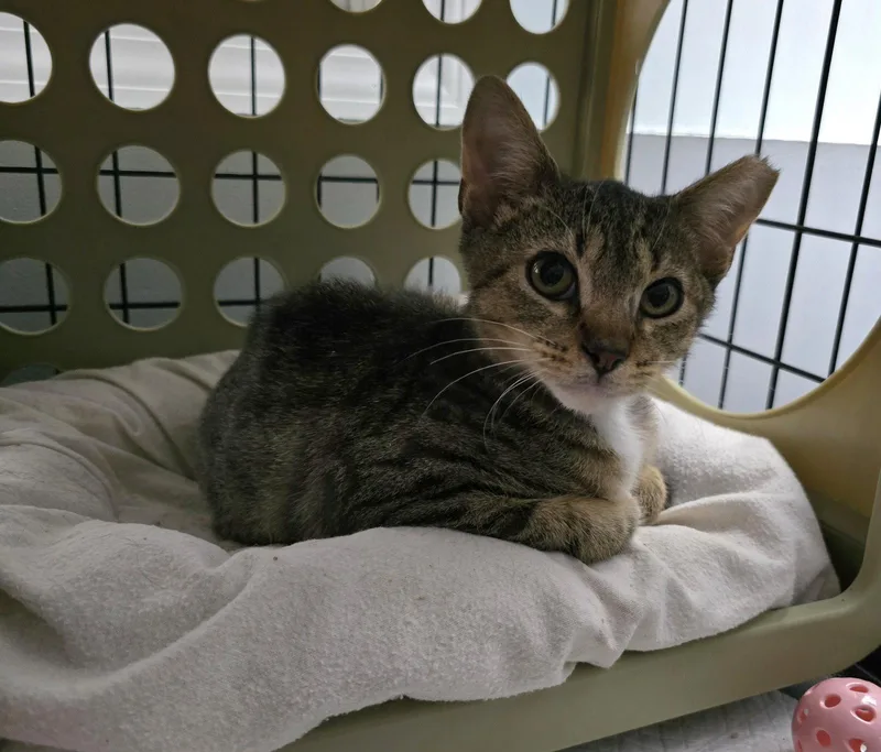 A baby medium-sized male Domestic Short Hair cat named Axel for adoption in Trenton, NJ