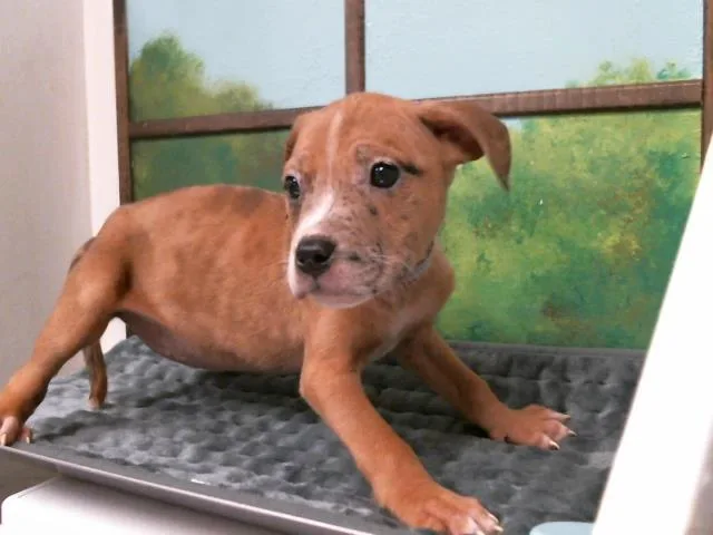 A baby small-sized female Staffordshire Bull Terrier dog named Tala for adoption in Houston, TX