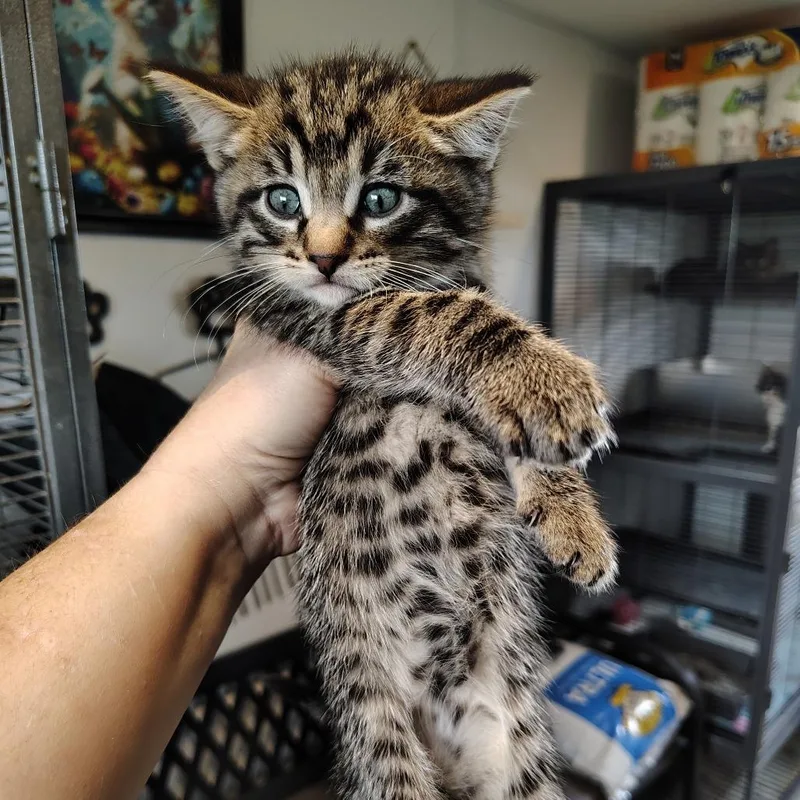 A baby small-sized male Brown / Chocolate Domestic Short Hair cat named Man Cave for adoption in Osawatomie, KS