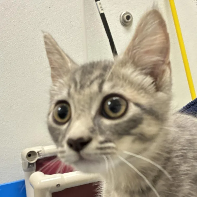 A baby small-sized male Gray / Blue / Silver Domestic Short Hair cat named 71514 for adoption in Harrisonburg, VA