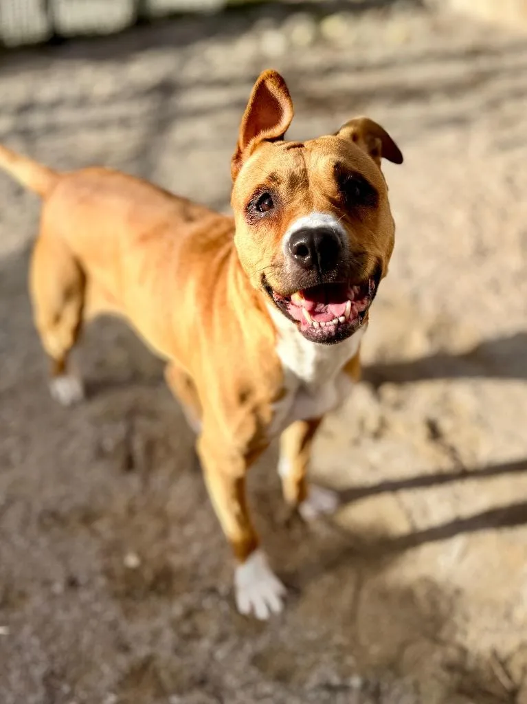 An adult medium-sized female Mixed Breed dog named Makenna for adoption in Muskegon, MI