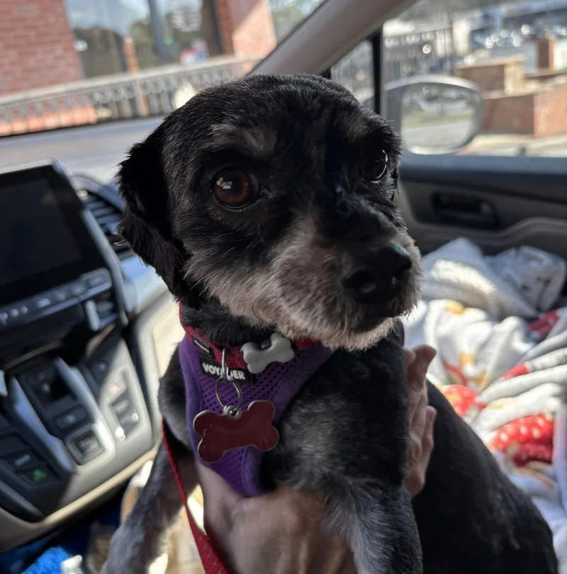 Cyndy Lou Who thumbnail 2