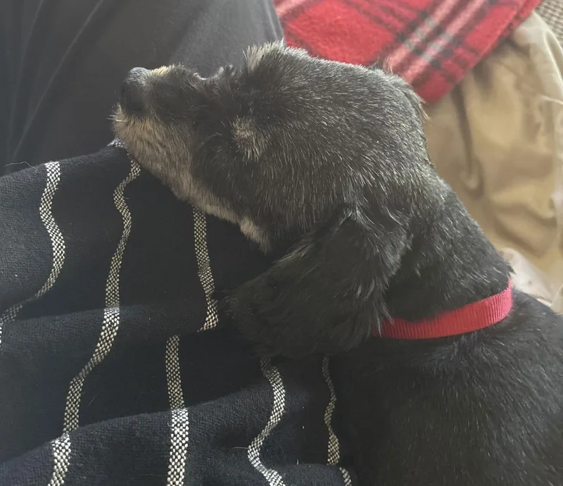 Cyndy Lou Who thumbnail 3