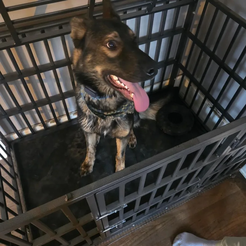 An adult small-sized male German Shepherd Dog dog named Atlas for adoption in Bristol, IN