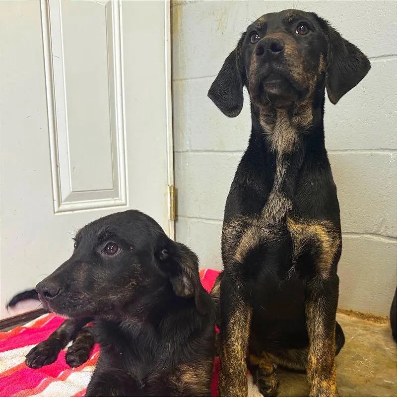 A baby small-sized male Black Labrador Retriever dog named Scooby for adoption in New York, NY