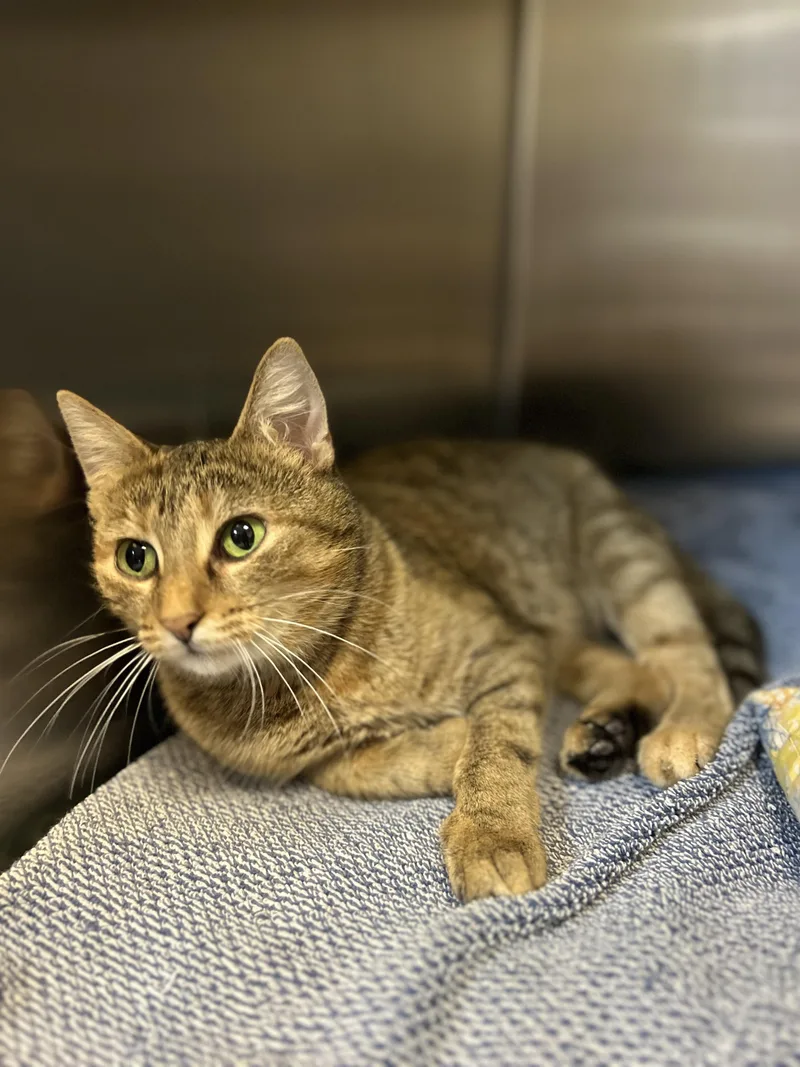 An adult medium-sized female Tabby (Brown / Chocolate) Domestic Short Hair cat named Nebula for adoption in Myerstown, PA
