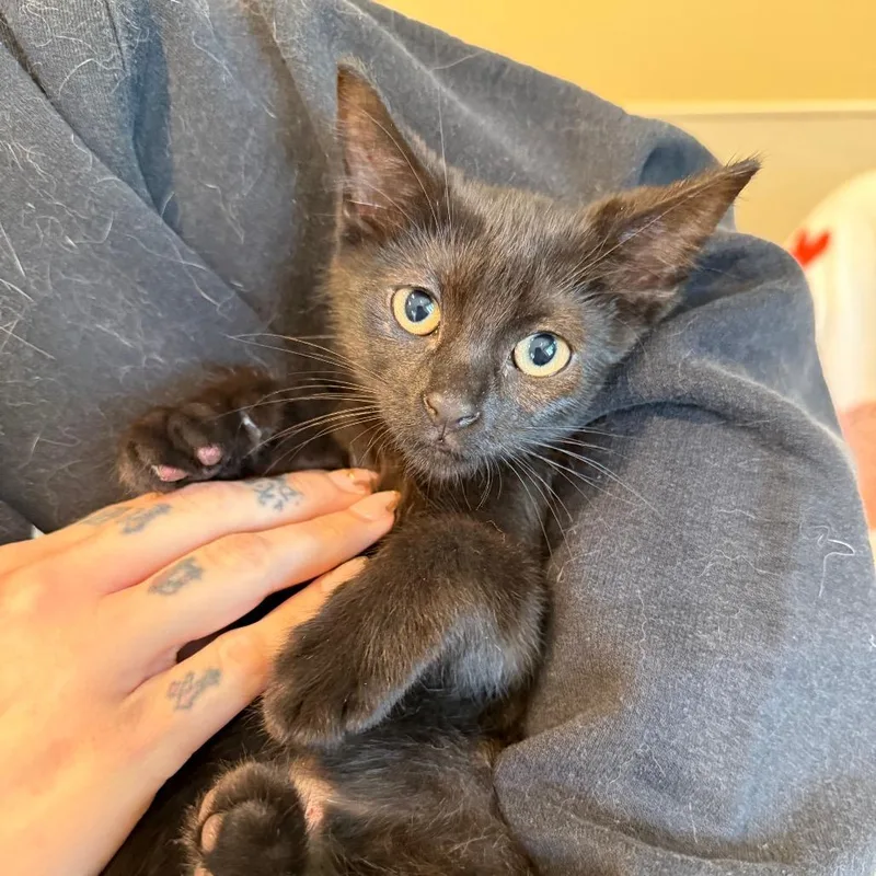 A baby small-sized female Black Domestic Short Hair cat named Eclipse for adoption in Saint Charles, MO