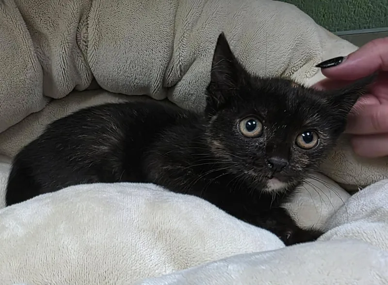 A baby small-sized female Domestic Short Hair cat named Poppy for adoption in Rockwall, TX