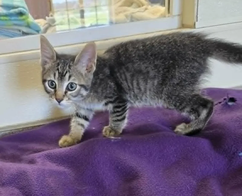 A young medium-sized male Tabby (Brown / Chocolate) Domestic Short Hair cat named Taz for adoption in Larned, KS