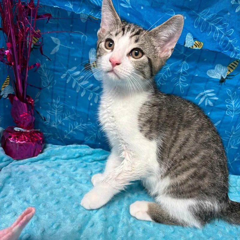 A baby small-sized male Brown / Chocolate American Shorthair cat named Carburetor for adoption in Greenfield, IN