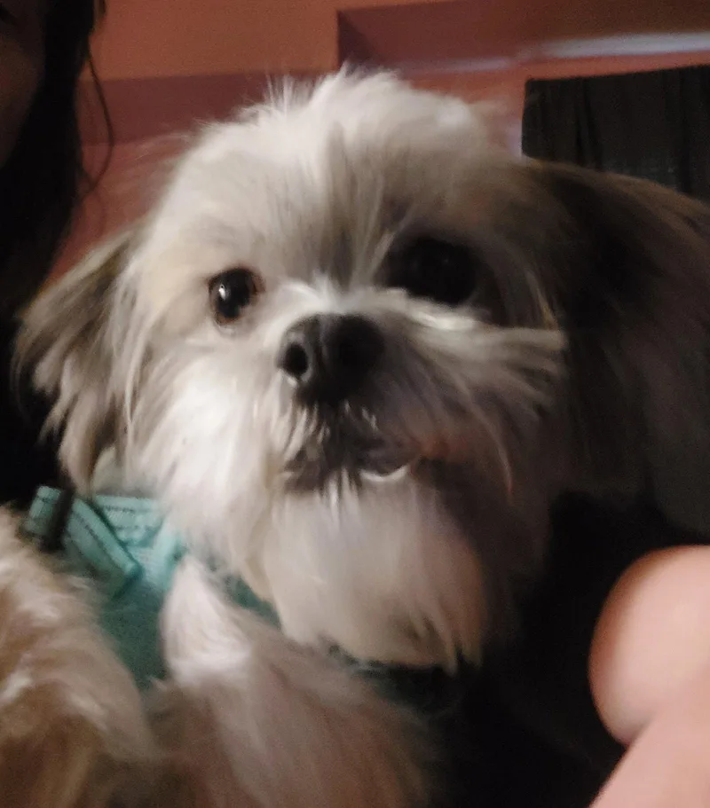 Mocha  Os thumbnail 2